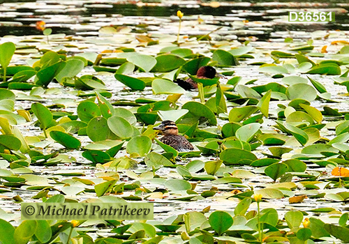 Masked Duck (Nomonyx dominicus)